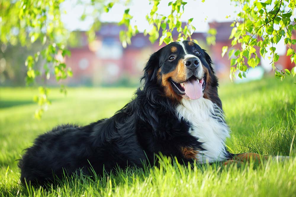 Brilliant Bernese Mountain Dog