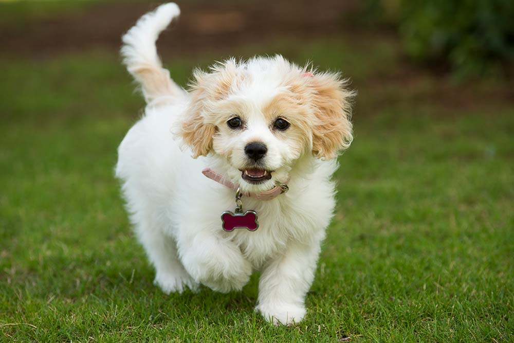 Cuddly Cavachon