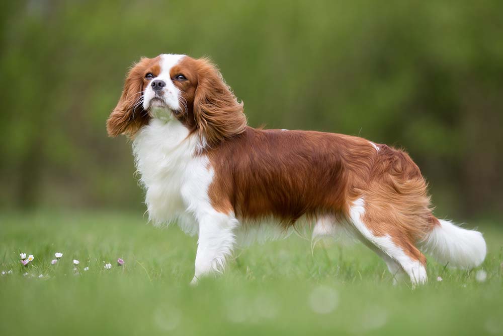 Cavalier King Charles Spaniel