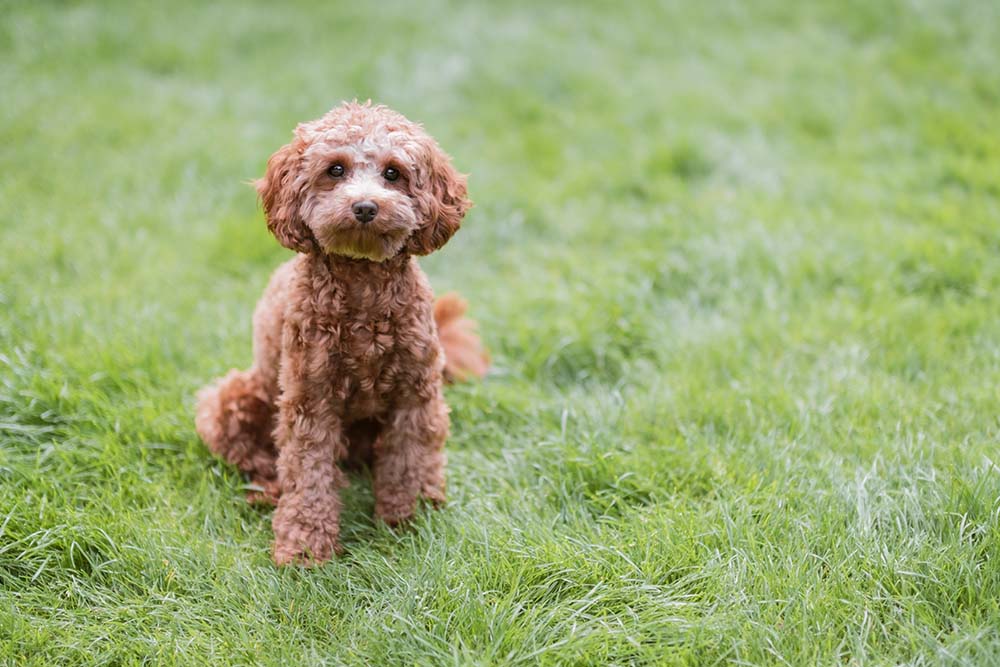 Cavapoos are popular!