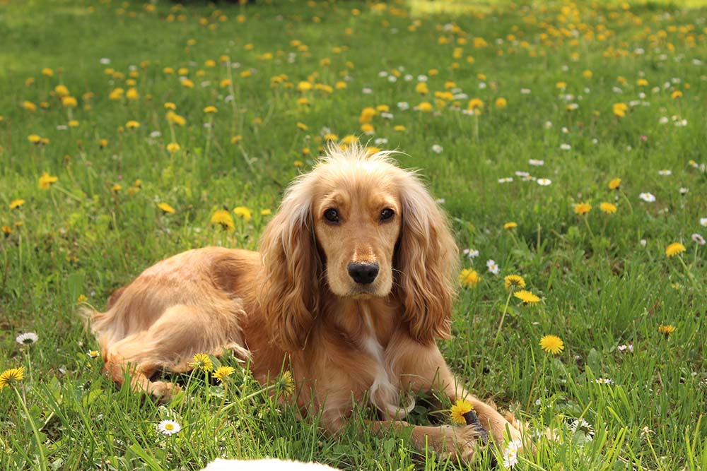 Cocker Spaniels