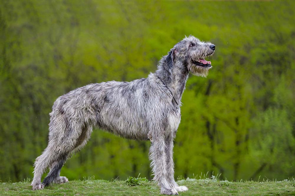 The Irish Wolfhound