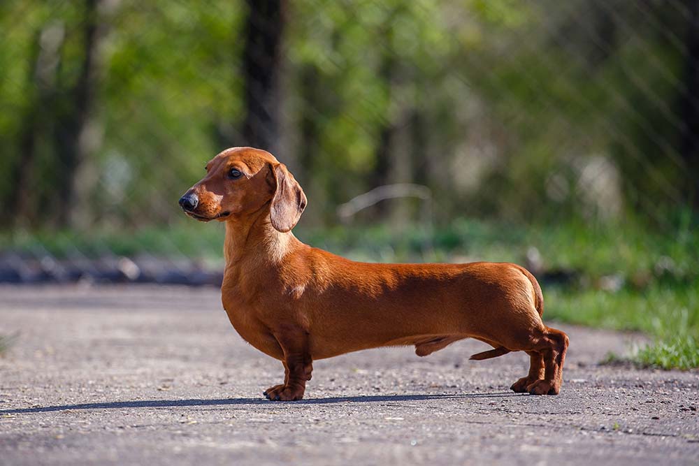 Mighty Miniature Dachshund