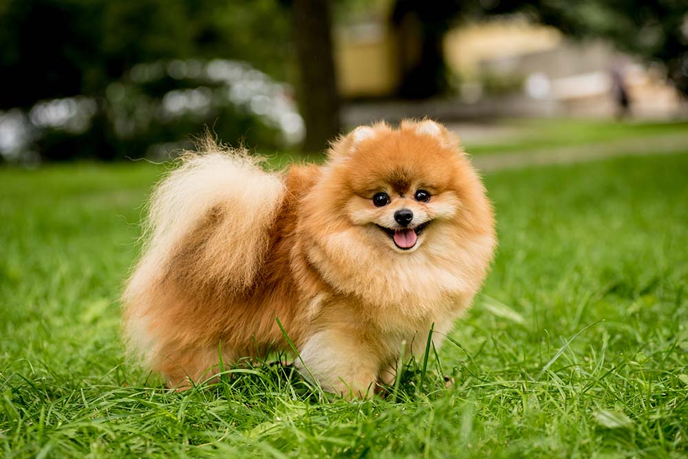 Pomeranian as Pets