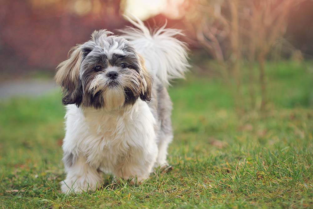 Shih Tzu pets