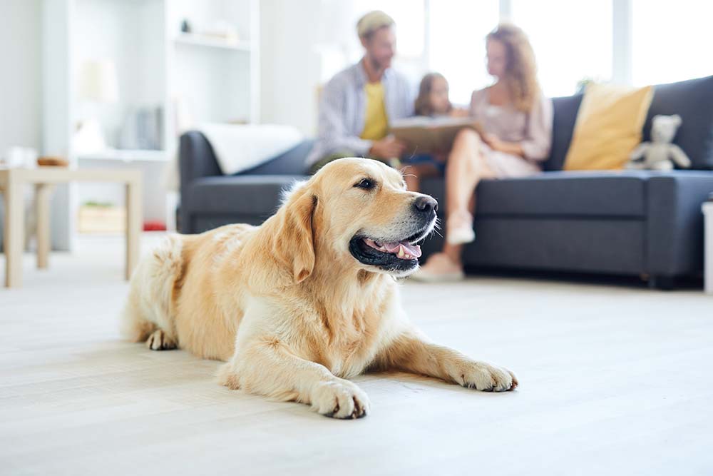 Lovely Labrador Retriever