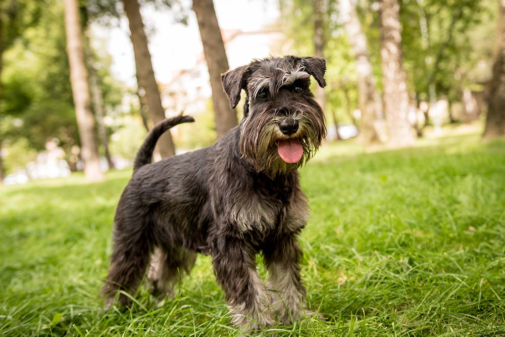 Schnauzers are Super