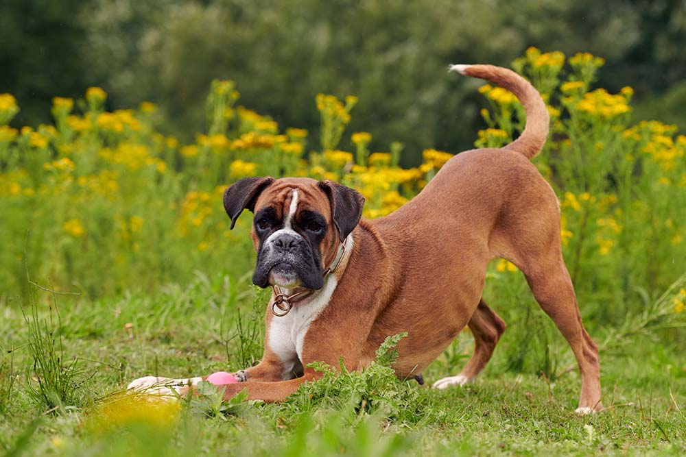 Bouncy Boxers!