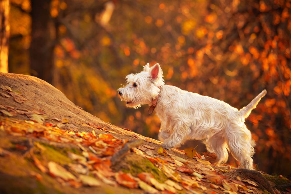 Wonderful Westies