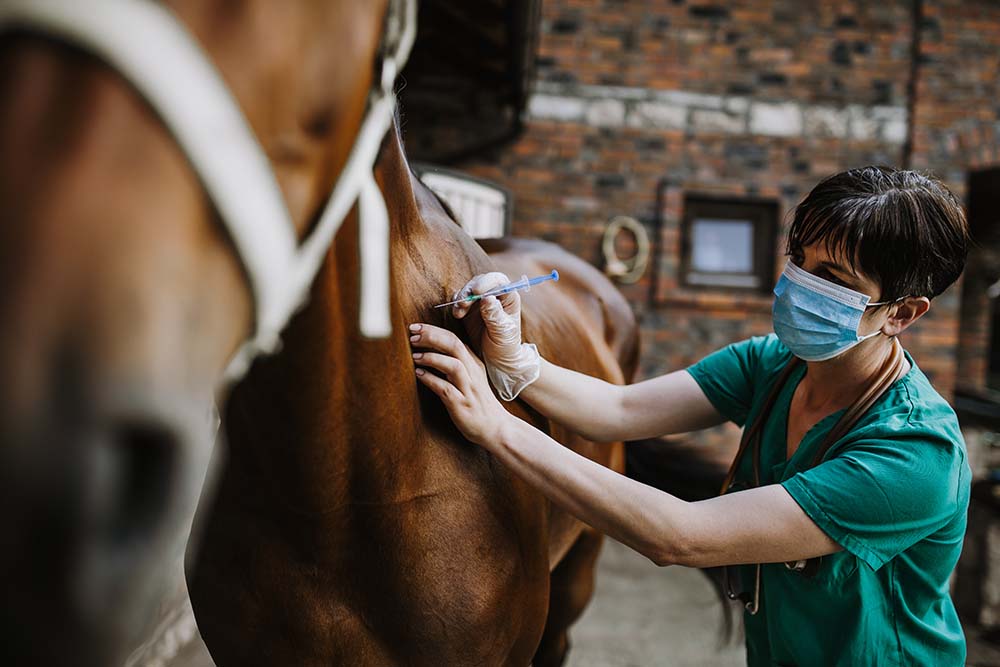 Horses & Coronavirus