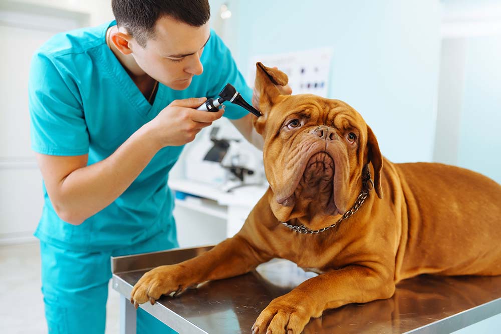 Find a Petbond Recommended Vet