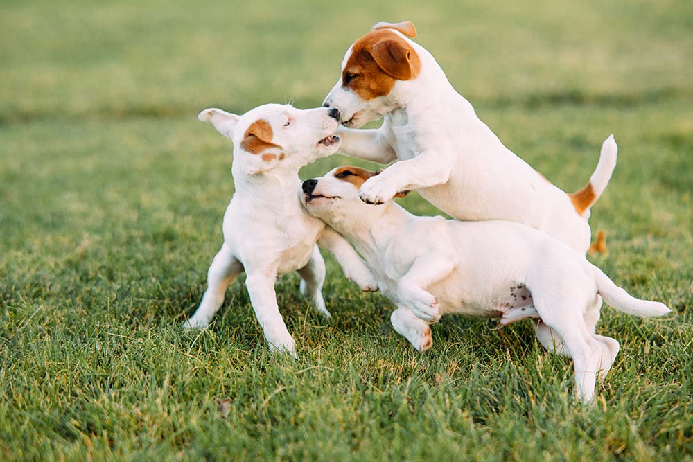 Why Puppy Socialisation is Critical!