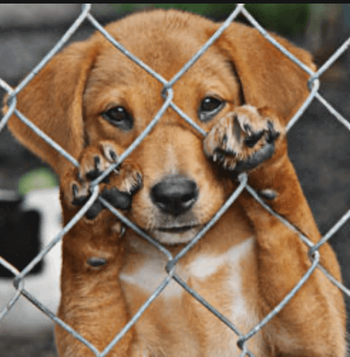 Puppies Smuggled into Ireland for Re-Sale