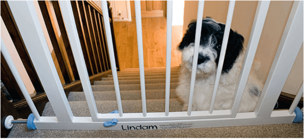 Leaving Lockdown without our Canine Companions