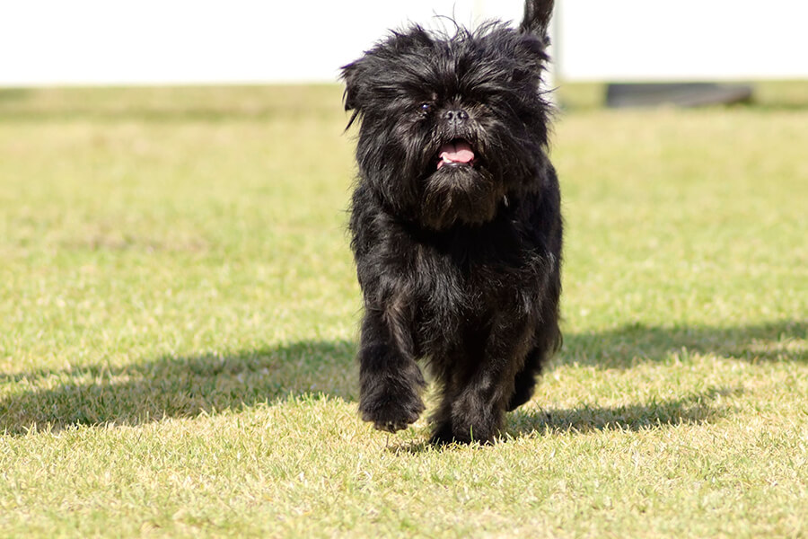 Affenpinscher