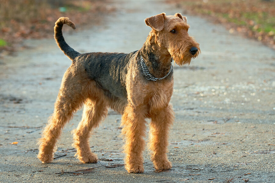 Airedale terrier