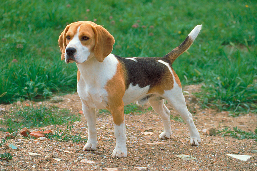 Beautiful Beagle