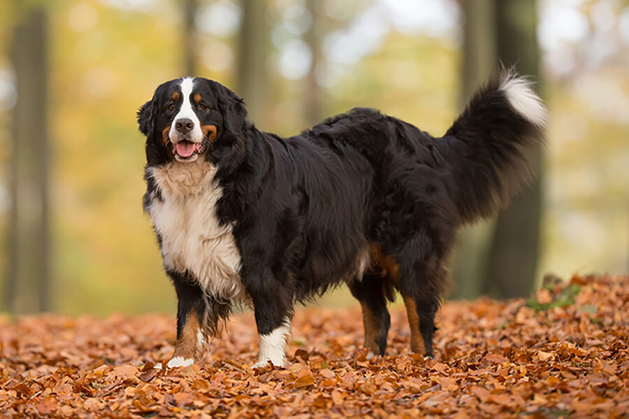 Bernese Mountain Dog