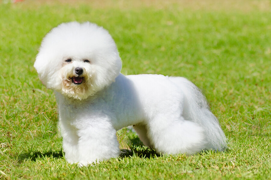 Bichon Frise