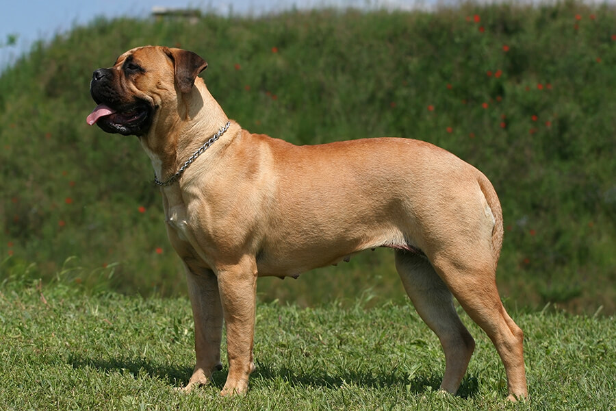 Mastiff