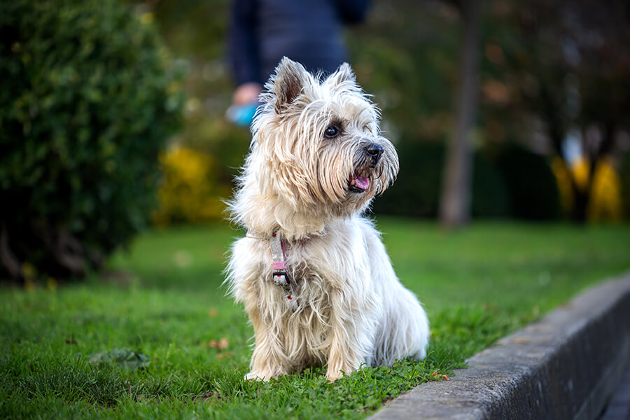 Brussels Griffon