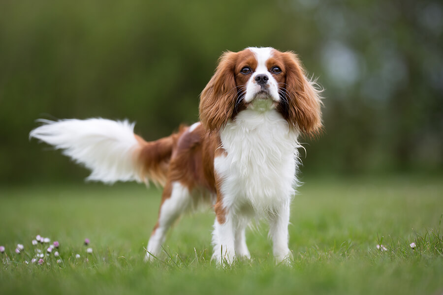 Cavalier King Charles Spanial