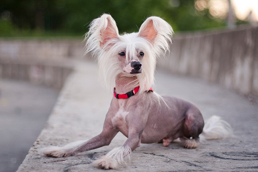 Chinese Crested