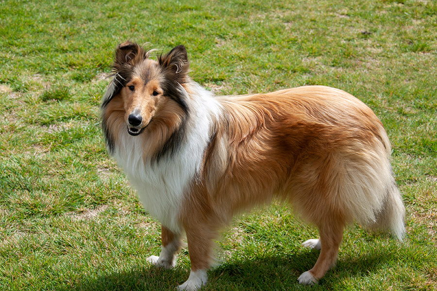 Collie Rough