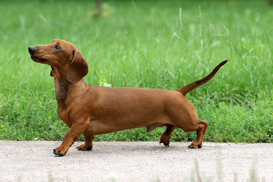 Dachshund