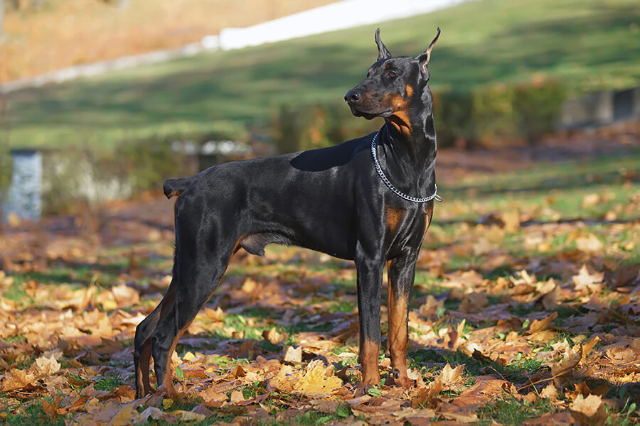 Doberman Pinscher