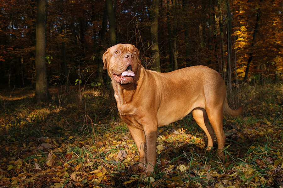 Dogue De Bordeaux