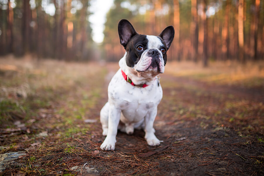 French Bulldog