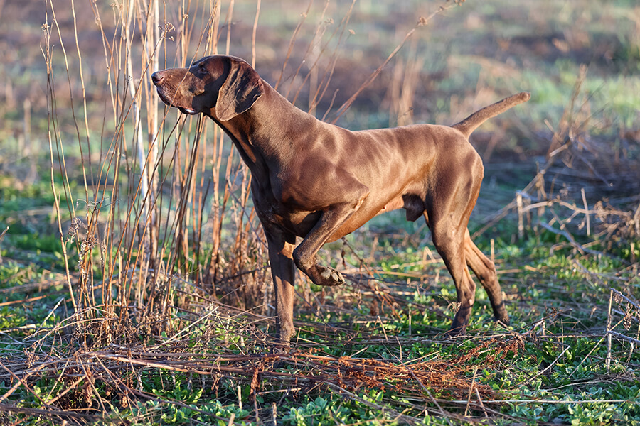 Pointer - German Shorthaired