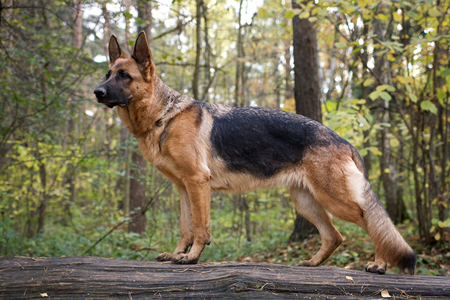 German Shepherd