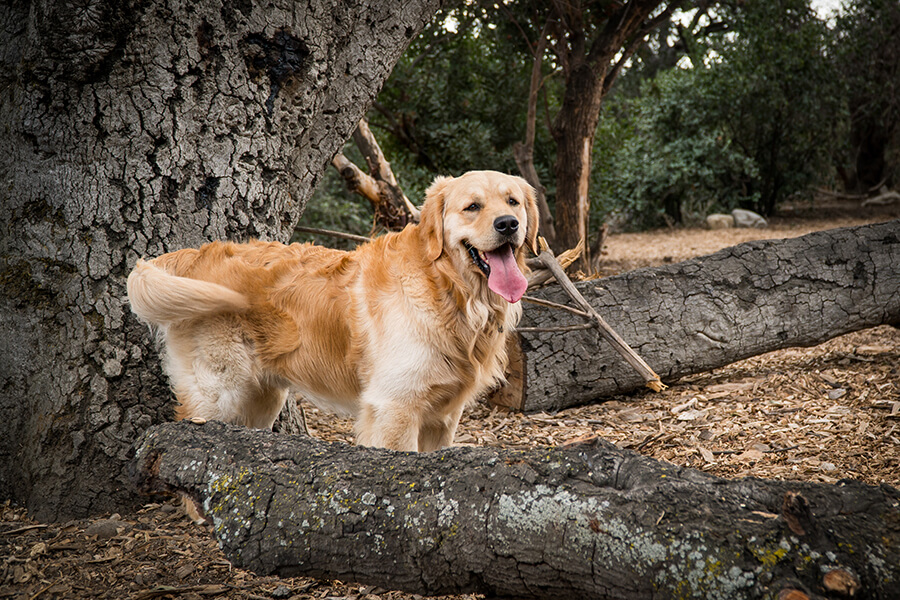 Retriever Golden