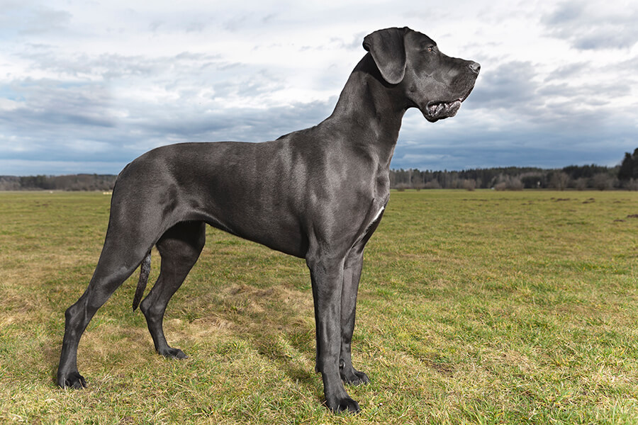 Great Dane