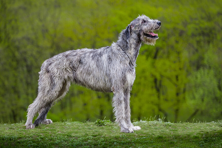 Irish Wolfhound