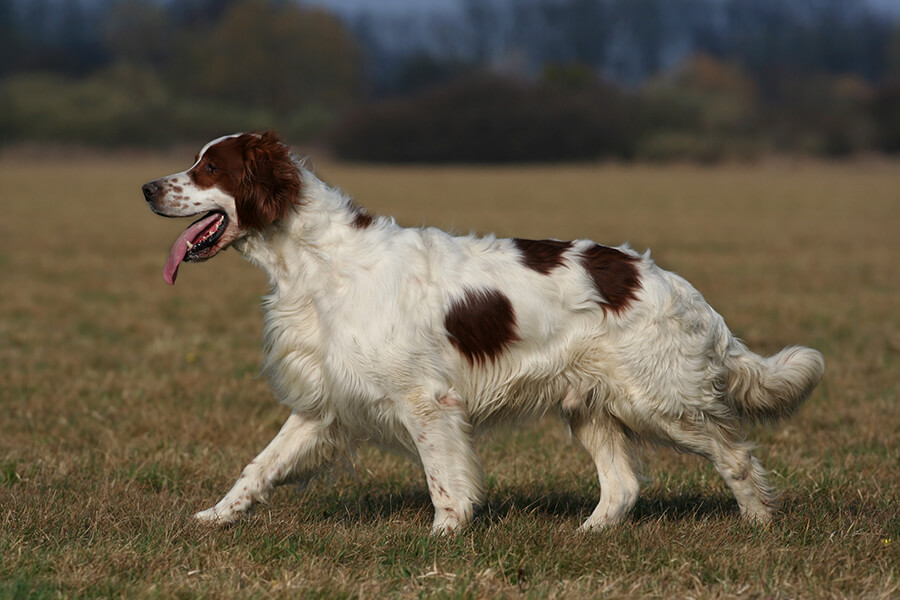 Setter Irish Red and White