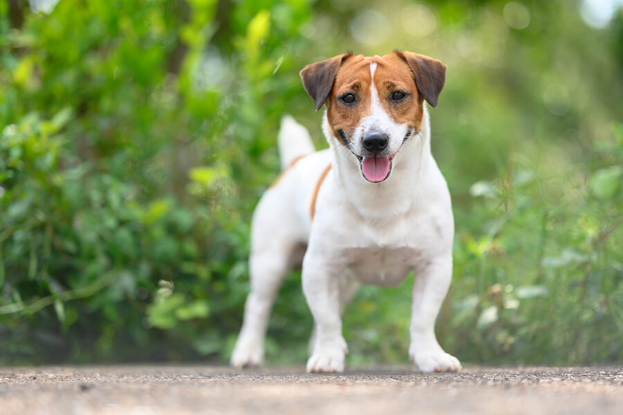 Parson Russel Terrier