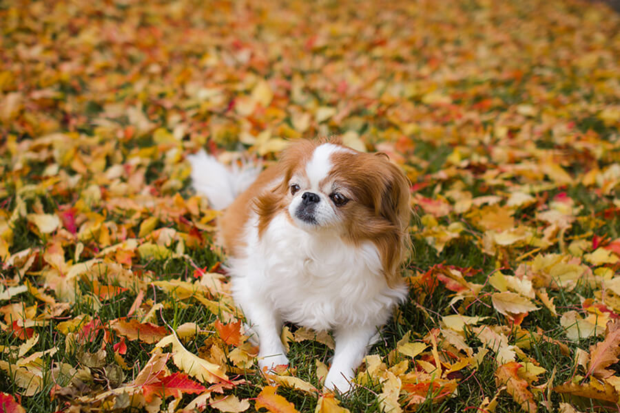 Japanese Chin