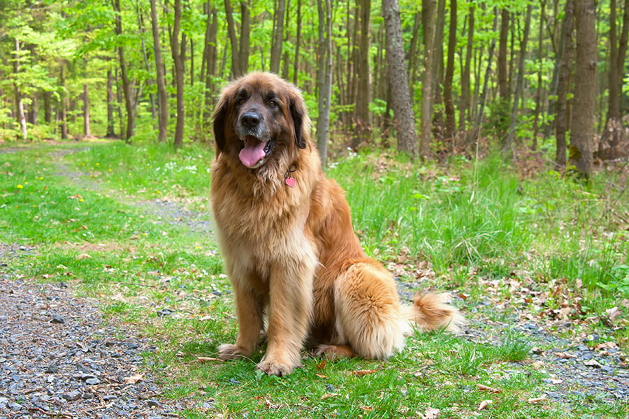 Leonberger