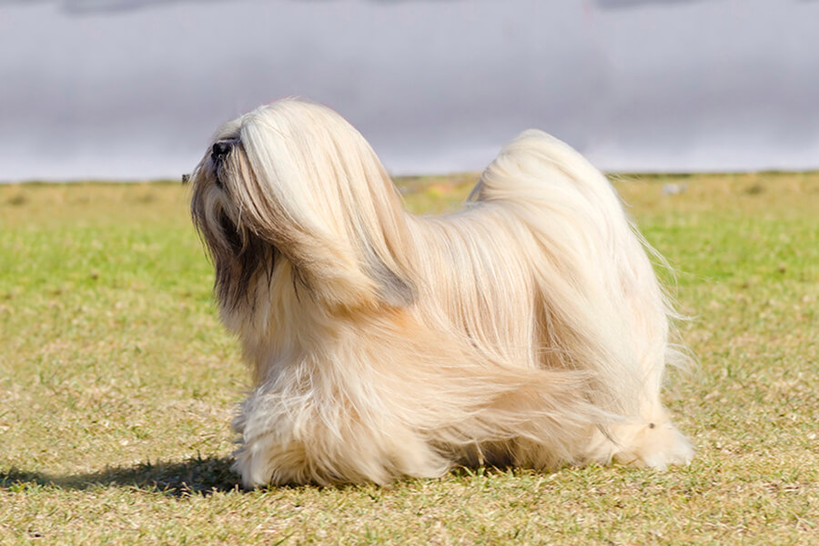 Lhasa Apso