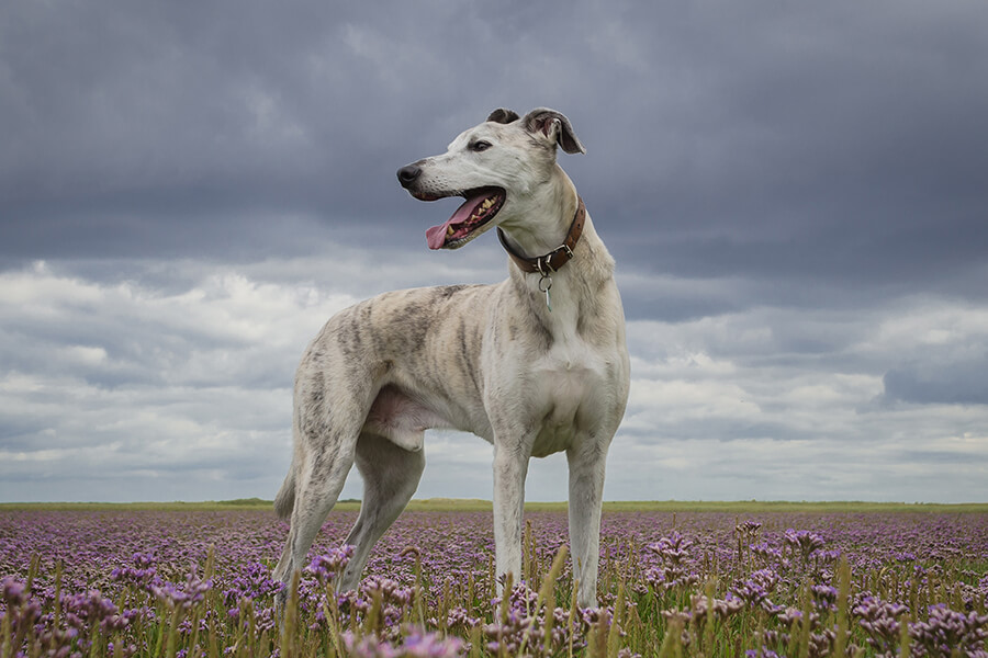 Lurcher