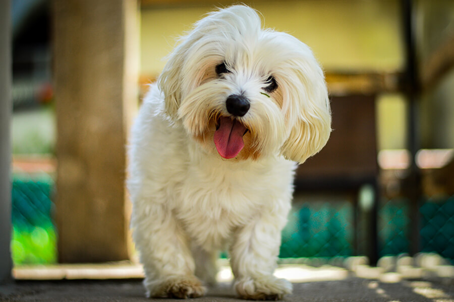 Maltese terrier