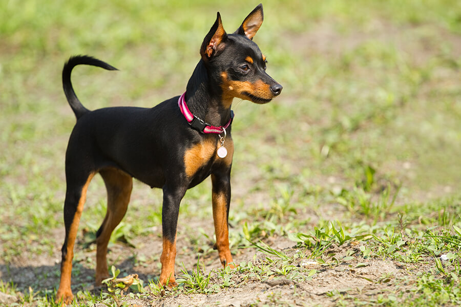 Miniature Pincscher