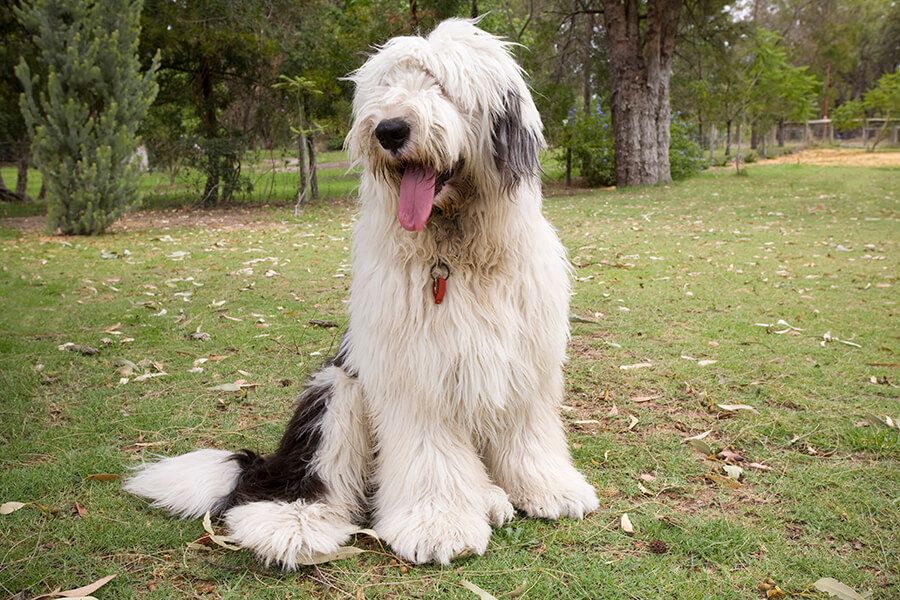 Old English Sheepdog