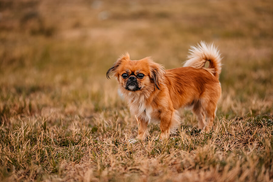 Pekingese