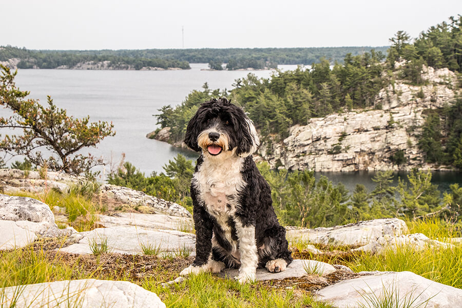 Portugese Water Dog