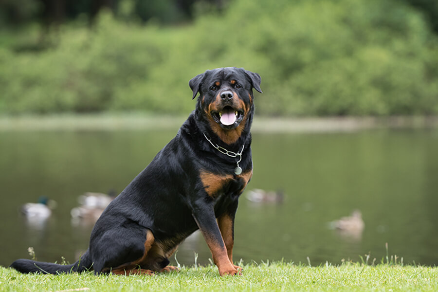 Rottweiler Rascals