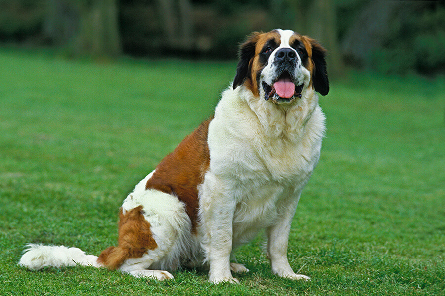 Saint Bernard